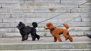 ASDに最適なトイ専門ブランドはどれですか？