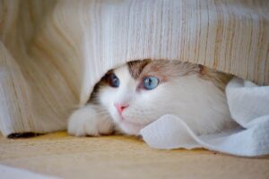 高額な遊具の導入がもたらす効果とは？